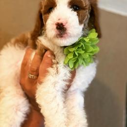 Cavapoo and Poodle Puppies from Sac-Town Poodles and Doodles