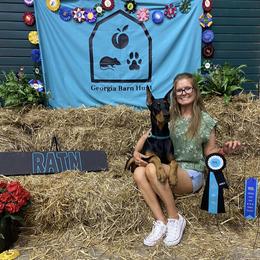 Doberman Pinscher Puppies from Marbendale’s Doberman