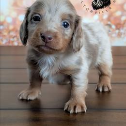 Vienna - Dapple female Dachshund puppy in Fultonville, New York from Sandy Aussies & Pomeranians