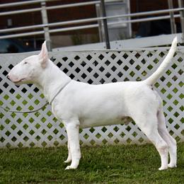 Bull Terrier puppies from HP BULL’S