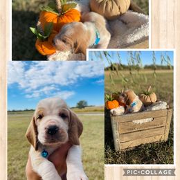 "Saffron male" Basset Hound Puppies from Little Patch of Heaven