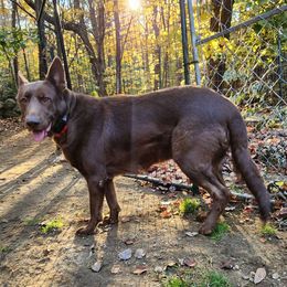 Callie - German Shepherd