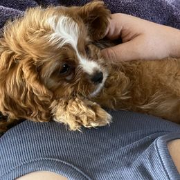 Cavapoo Puppies from Perfect Puppy Paws