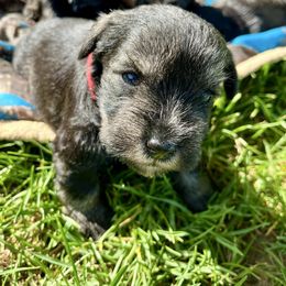 Sir Arthur - Black and silver Miniature Schnauzer puppy in Prescott, Washington from Winona Schnauzers