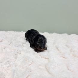 Pugsley - Black and tan male Cavapoo puppy in Springfield, Ohio from Dawson & Daryn's Royal Companions