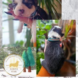 Alpine - Black and tan female Pembroke Welsh Corgi puppy in Fortine, Montana from North Star Pembroke Welsh Corgi's