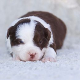 Nutmeg - Red tri-color female Miniature American Shepherd puppy in Stephenville, Texas from Diamond H Aussies