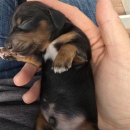Black boy - Black and tan male Dachshund puppy in Vernonia, Oregon from Living Hope Dobies and Doxies
