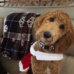 Goldendoodles and Poodles from Southern Divine Kennels