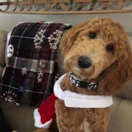 Goldendoodles and Poodles from Southern Divine Kennels