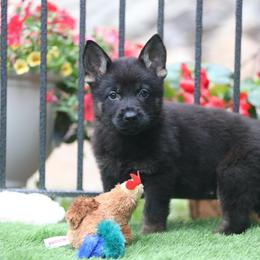 Valor - Bi-color male German Shepherd puppy in Philippi, West Virginia from Vom Haus Highlands