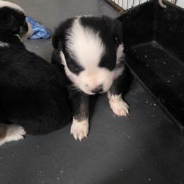 Tate - Black tri-color male Australian Shepherd puppy in Leonard, Texas from Tin Roof Aussies