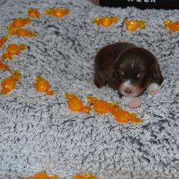 Australian Shepherd Puppies from Faith Built Ranch