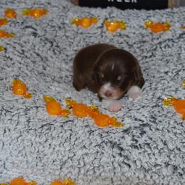 Australian Shepherd Puppies from Faith Built Ranch
