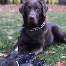 Labrador Retrievers from Mineau’s Farm Labrador Retrievers