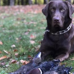 Labrador Retrievers from Mineau’s Farm Labrador Retrievers