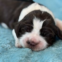 Black boy - Liver white and roan male English Springer Spaniel puppy in Cleburne, Texas from Powers English Springer Spaniels