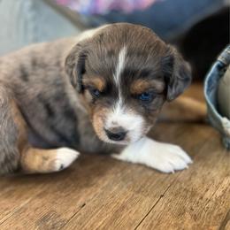 Vega - Blue merle female Australian Shepherd puppy in Waxahachie, Texas from Volks Aussies