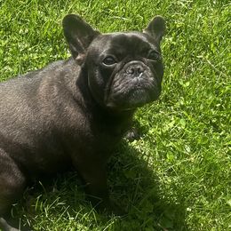 Sloane - French Bulldog