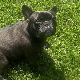 Sloane - French Bulldog
