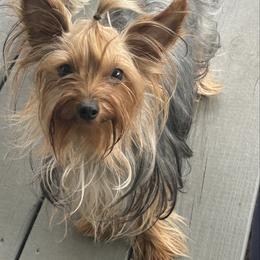 Letty - Yorkshire Terrier