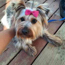Lilo - Yorkshire Terrier