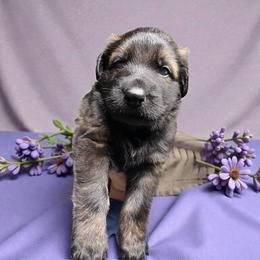 Pegasus - Sable male German Shepherd puppy in Oakland, Oregon from VHM German Shepherds