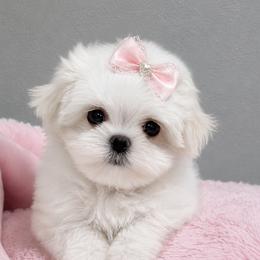 ETERNITY KOREAN DOLL FACE - White female Maltese puppy in Orlando, Florida from Denise’s Puppies