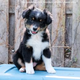 Hawthorn Uath - Black tri Miniature American Shepherd puppy in Cleveland, Ohio from Double Moon