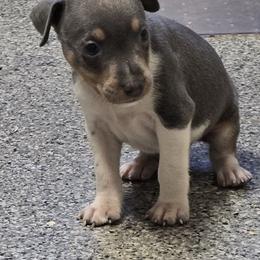 Blue boy 2 - Blue white and tan male Rat Terrier puppy in Divide, Colorado from Outlaw Farm and Kennel