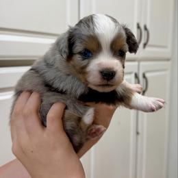 Phineas - Blue merle male Australian Shepherd puppy in Odessa, Texas from Yucca Blossom Pups