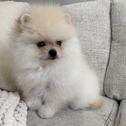 Boy 3 - male Pomeranian puppy in Citrus Heights, California from Yev and Marina's Pomeranians (AKC)