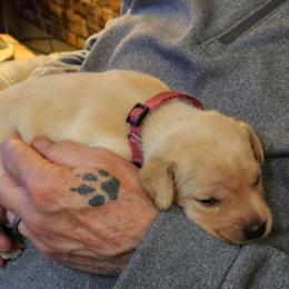 Eleanor - Yellow female Labrador Retriever puppy in Davenport, Washington from LynnDee's Kennel