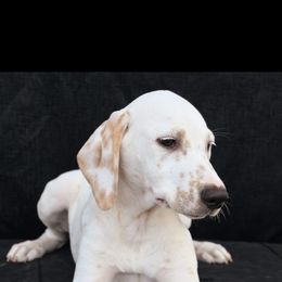 Dalmatian Puppies from Kasens Dalmatians