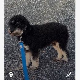 Toy poodle - Goldendoodle