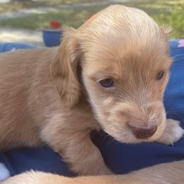 Lacy - Piebald female Dachshund puppy in Lake Mary, Florida from Lakeside Doxies