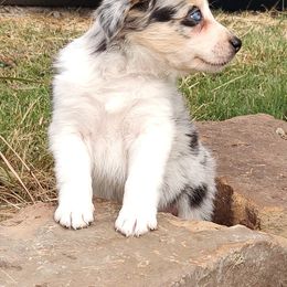 Border Collie Puppies from Bond Border Collies