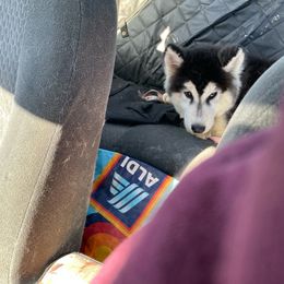 Compass - Black tan and white Siberian Husky puppy in Udall, Kansas from Arctic Circle Kennels