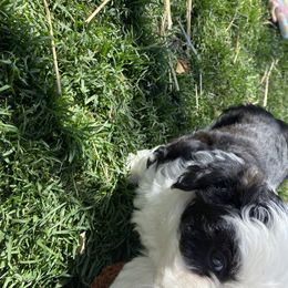 Aussiedoodle and Australian Shepherd Puppies from Sunrise Mountain Aussies