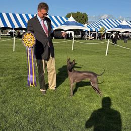 Jade - Xoloitzcuintli
