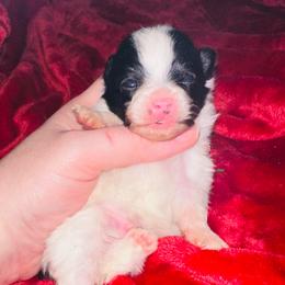 Whiskey - Black parti male Pomeranian puppy in Waterloo, Indiana from Garcias Pomeranian