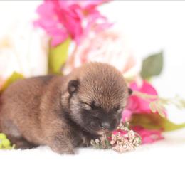 Fiona -FULL AKC REGISTRATION- - Red female Shiba Inu puppy in Neosho, Missouri from Kenny Cave K9s