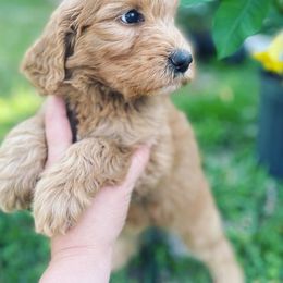 Bernedoodle, Cavalier King Charles Spaniel, and Goldendoodle Puppies from Dandelion Doodles