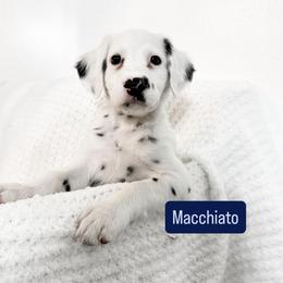 Macchiato - LUA long coat - White and black male Dalmatian puppy in Davenport, Florida from Sunny Jewels Dalmatians