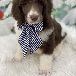 Poodle Puppies from Southern Elegance Standards