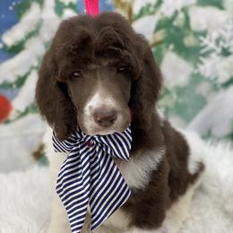 Poodle Puppies from Southern Elegance Standards