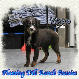 Voss - Black tri male Miniature Australian Shepherd puppy in Forestburg, Texas from Flaming Dill Ranch Aussies