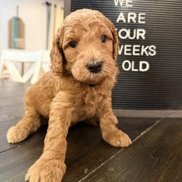 Orion - Apricot male Goldendoodle puppy in Macclenny, Florida from Baker County Goldendoodles