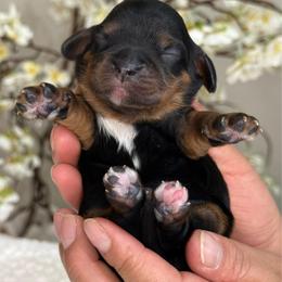 Precious - Black and tan female Cavalier King Charles Spaniel puppy in Yuciapa, California from AlltheDoodlez_