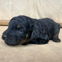 Glow - Black phantom female Aussiedoodle puppy in Colorado Springs, Colorado from Pesky Redneck Mini Ranch